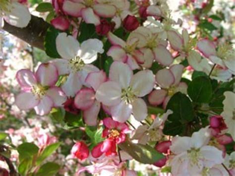 dwarf crabapple trees - buy dwarf crabapple tree online.